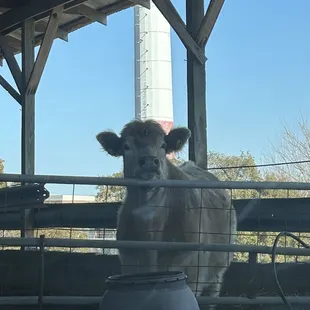 Slim Jim hoof consult