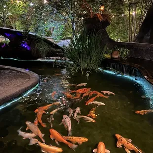 End your 18 feeding these massive Koi fish!