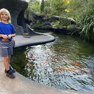 You can feed the koi