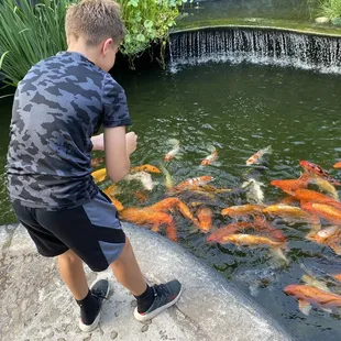 Koi fish!