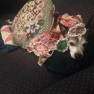 Walter, the Ochre House Theater Dog