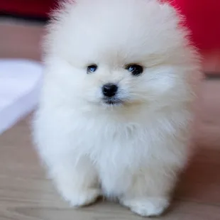 a small white puppy sitting on a table