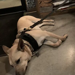Pups allowed indoors!