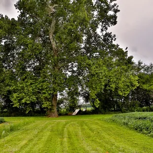 Couples may choose to say "I do" under the shade of our massive sycamore tree.