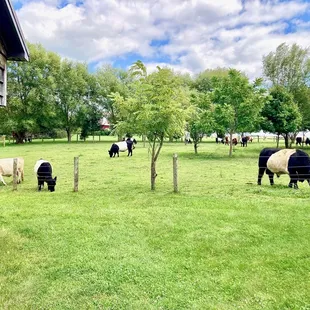 Our friendly Belted Galloway cattle love to be fed treats.