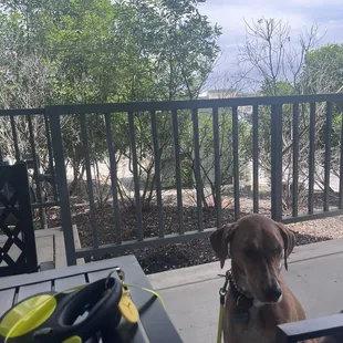 Shaded, dog friendly patio