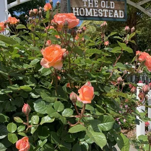 Stunning rose entrance