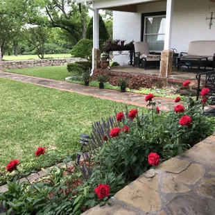 In front of The Liberty Suite's porch in May.  Sometimes we have trouble w the deer eating them.     They are beautiful when in bloom.