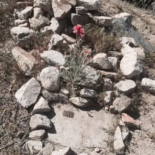 Ok, well I will just put this here. Its final resting place. Bless his soul. Taken in April 2015