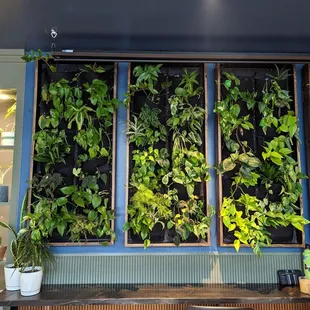 salads, interior