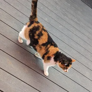 Their mascot is adorable and friendly