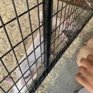 Pigs