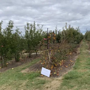 Apple orchard