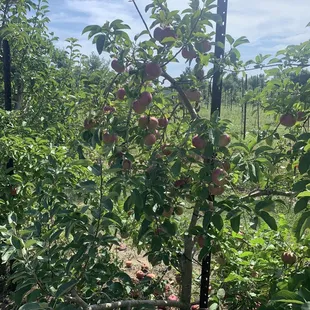 Orchard - delicious apples