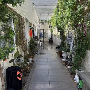 a walkway lined with plants
