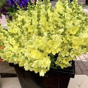 Look at those Snapdragons!! Flying Dirt Farm