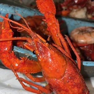 Fresh Crawfish