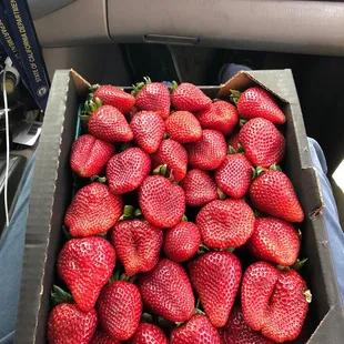 Fresh strawberries!