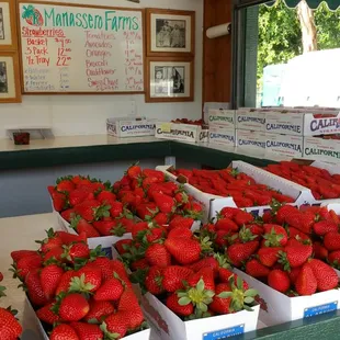 Sweet and juicy strawberries freshly picked this morning.