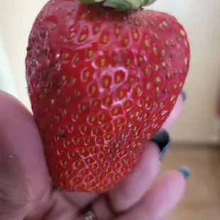 a hand holding a strawberry
