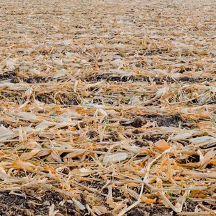 Millions of peaches, peaches for me!