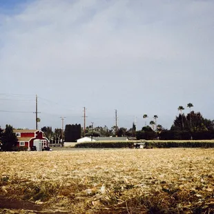 Millions of peaches, peaches for free!