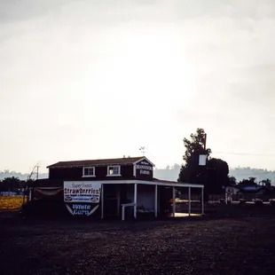 Movin' to the country, gonna eat a lot of peaches.