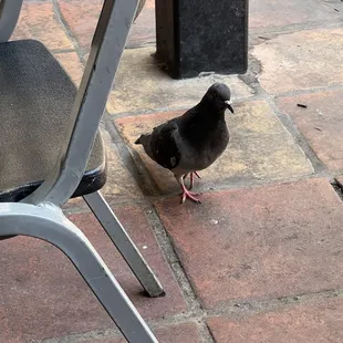 scary birds everywhere