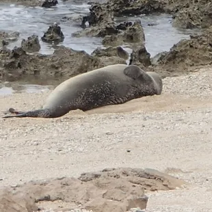 Monk seal!