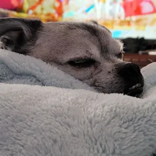 a dog wrapped in a blanket