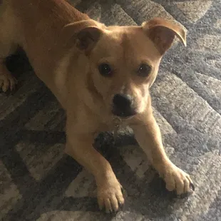 Dog didn't like it either