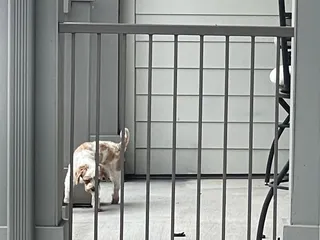 SpringHouse Apartments