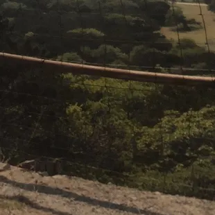 a giraffe looking over a fence