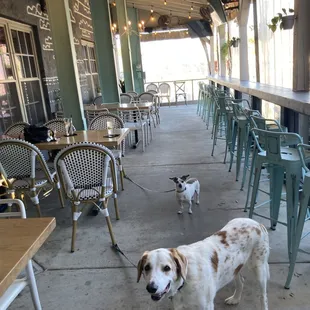 Dog friendly Patio area