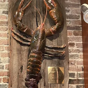 Largest catch