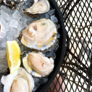 Oysters