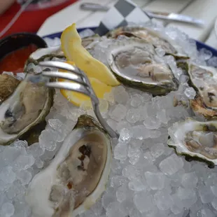 Oysters on the Half Shell