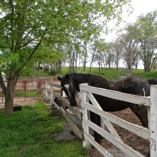 Cinny loves to get new clothes and toys from The Paddock!