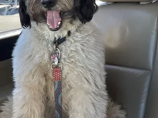 Sloppy Dog Wash
