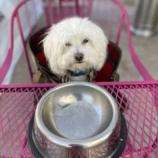 Scrambled eggs were evidently delicious! My dog cleaned his plate!