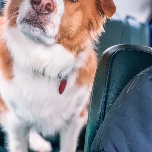 Our dog enjoying the treat of gyro meat, courtesy of the drive-through employee