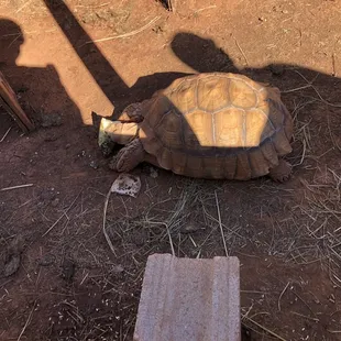 Huge friendly turtle