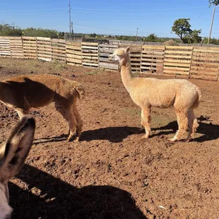 Alpacas!