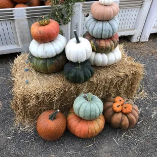 Come see our assortment of heirloom pumpkins!!!