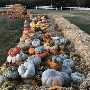 Heirloom Pumpkins
