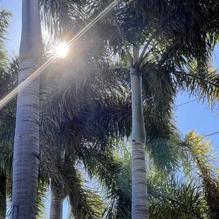 Palm tree views from inside