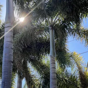 Palms by the patio