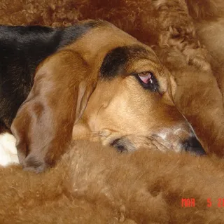 Suzie H.