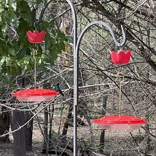 Humming bird feeders