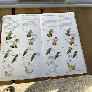 Facts about hummingbirds